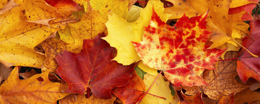 E' arrivato l'autunno!